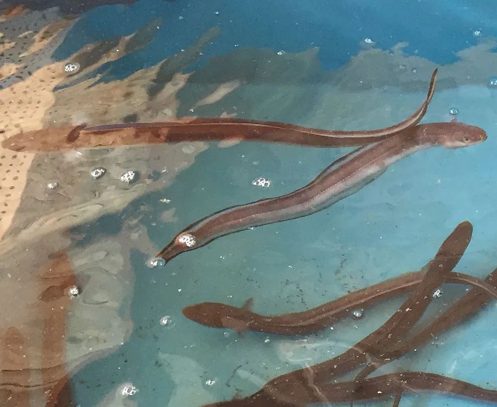漁獲量が激減 謎の多い魚 マアナゴ 養殖に取り組む動きも Yahoo ニュース オリジナル The Page