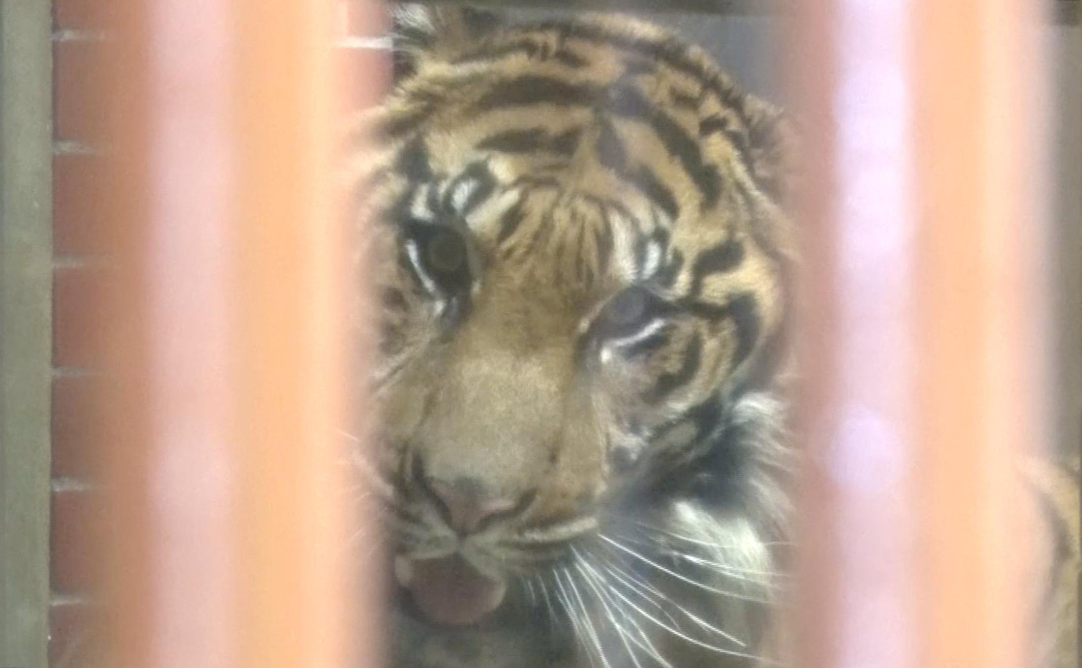 寅年前に新しいスマトラトラ来園 名古屋・東山動植物園（Yahoo