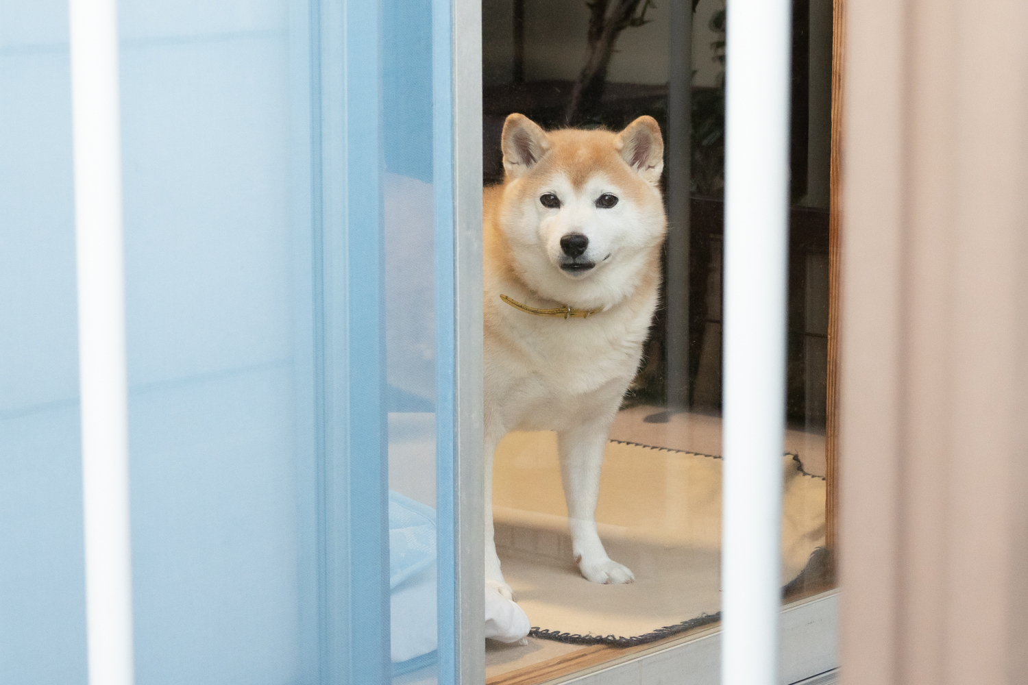 高齢の飼い主がペットの世話をできなくなったら 人と動物が最後まで幸せに暮らすために準備すべきこと Yahoo ニュース オリジナル 特集