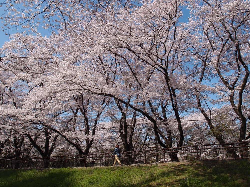 「天武天皇」ゆかりの「吉野」になぜ桜が多いのか