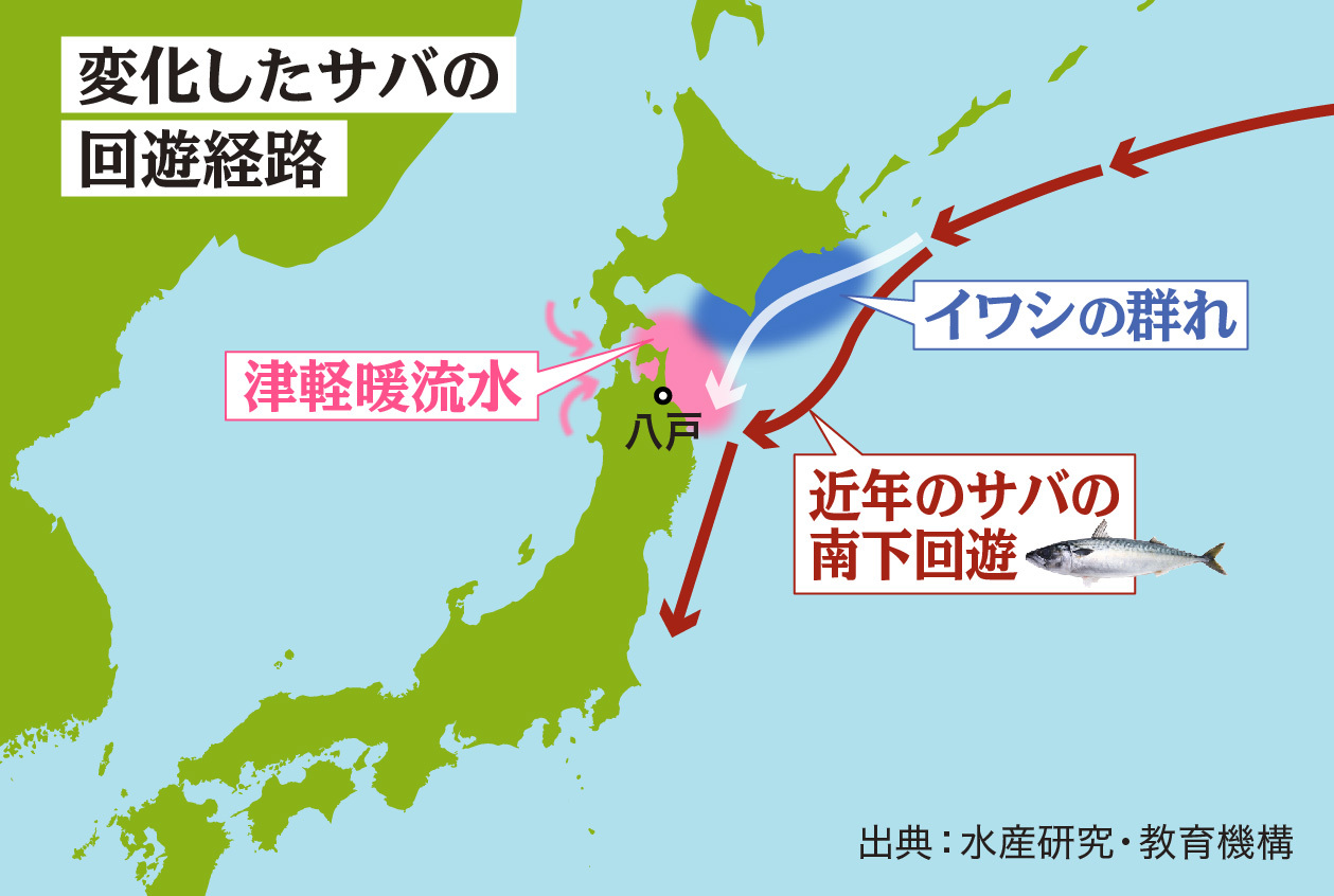 青森でイカ サバ激減 日本の海の異変 ひたひたと迫る 魚種交替 と 温暖化 Yahoo ニュース オリジナル 特集