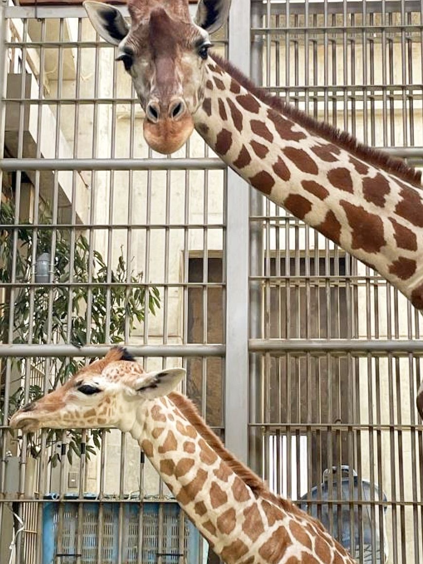 キリンの赤ちゃん死ぬ 天王寺動物園・先月26日誕生（Yahoo