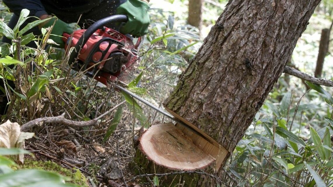 ウッドショックで国産木材に脚光、「スマート林業」8銘柄