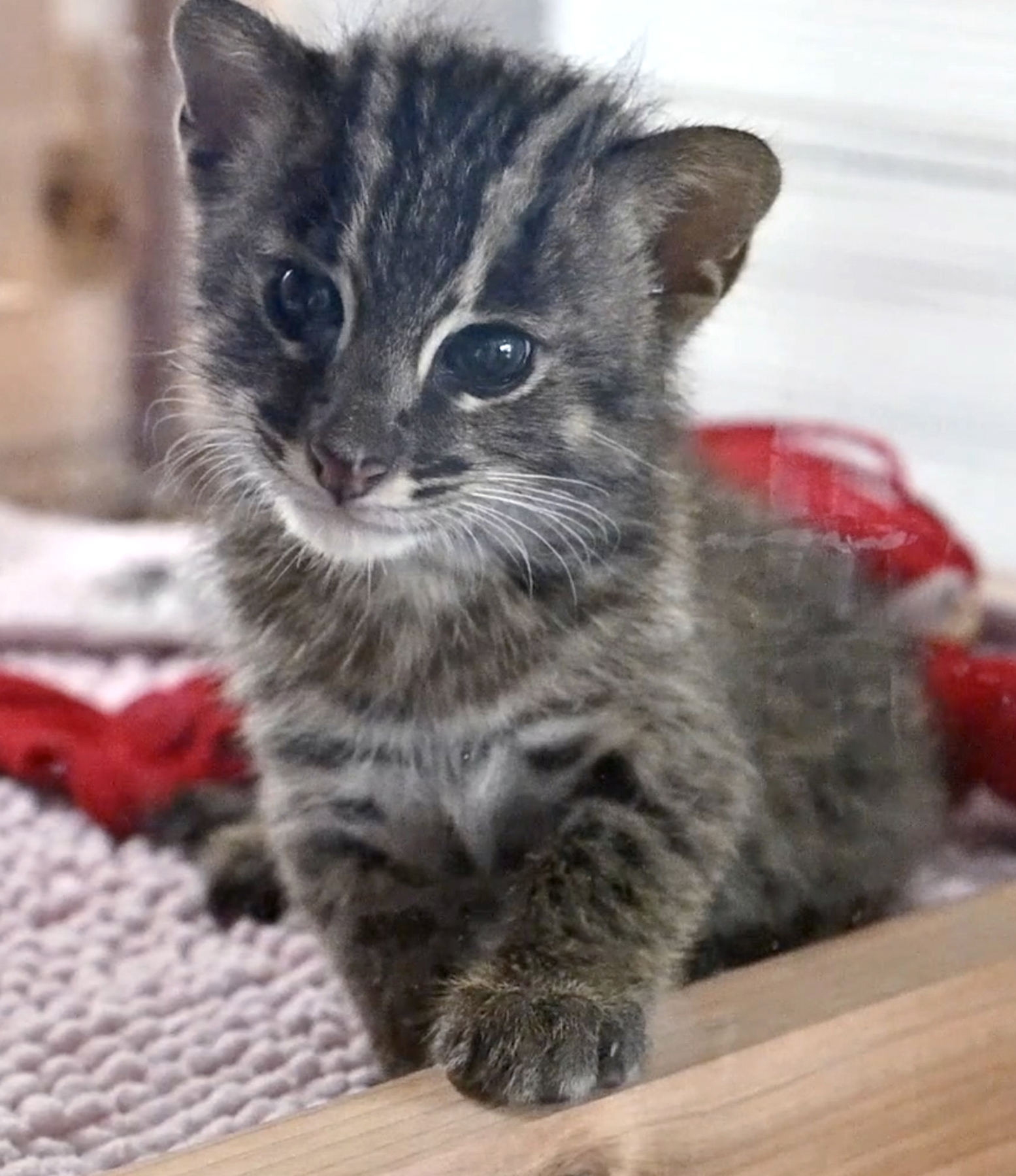 三重 鳥羽水族館で スナドリネコ の赤ちゃん公開 19日まで名前募集 Yahoo ニュース オリジナル The Page
