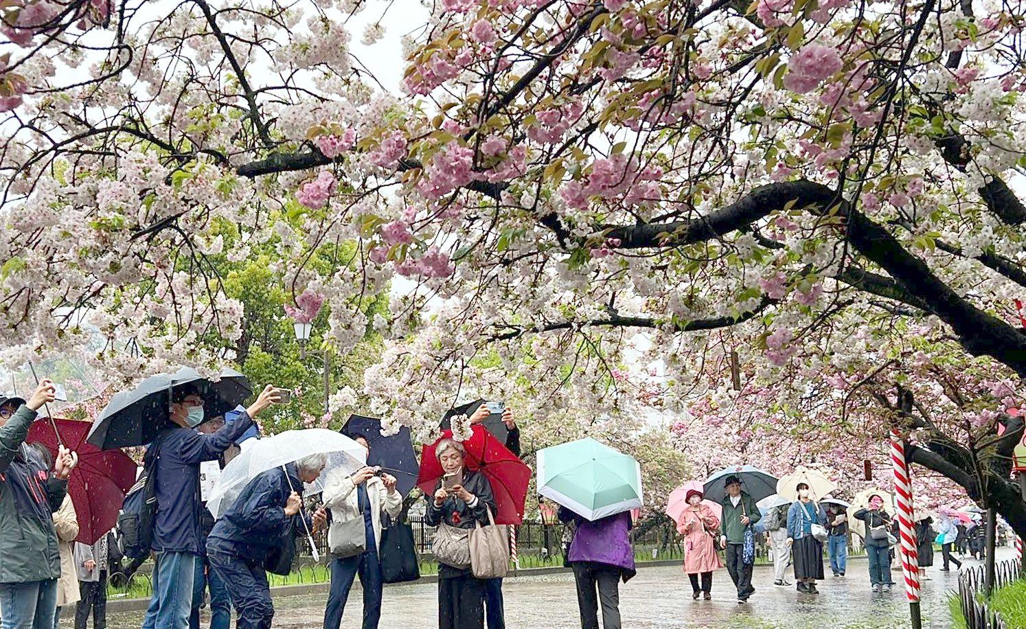 大阪「桜の通り抜け」始まる 降りしきる雨の中、傘の花も（Yahoo 