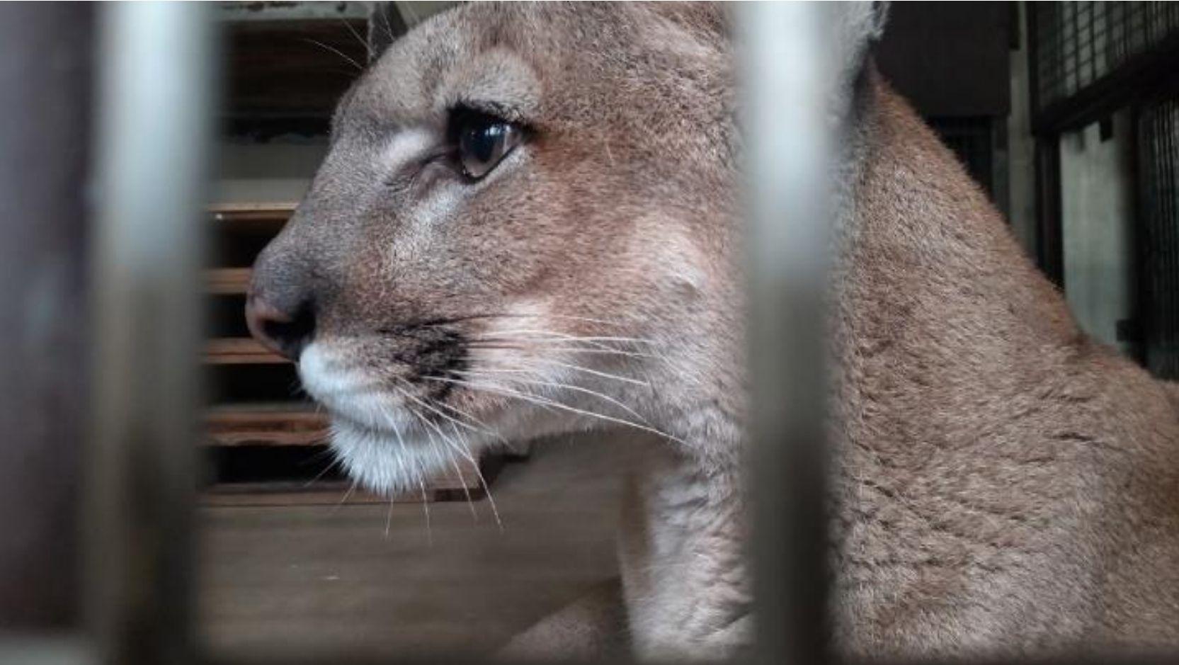 天王寺動物園 国内最高齢のピューマ「マリー」死ぬ（Yahoo