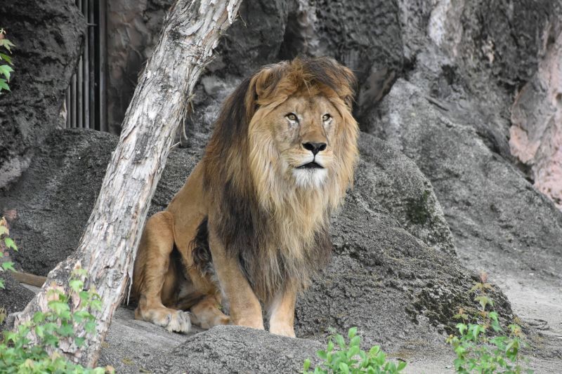 東山動植物園のライオン「ソラ」が11歳で死ぬ “名古屋生まれ”の