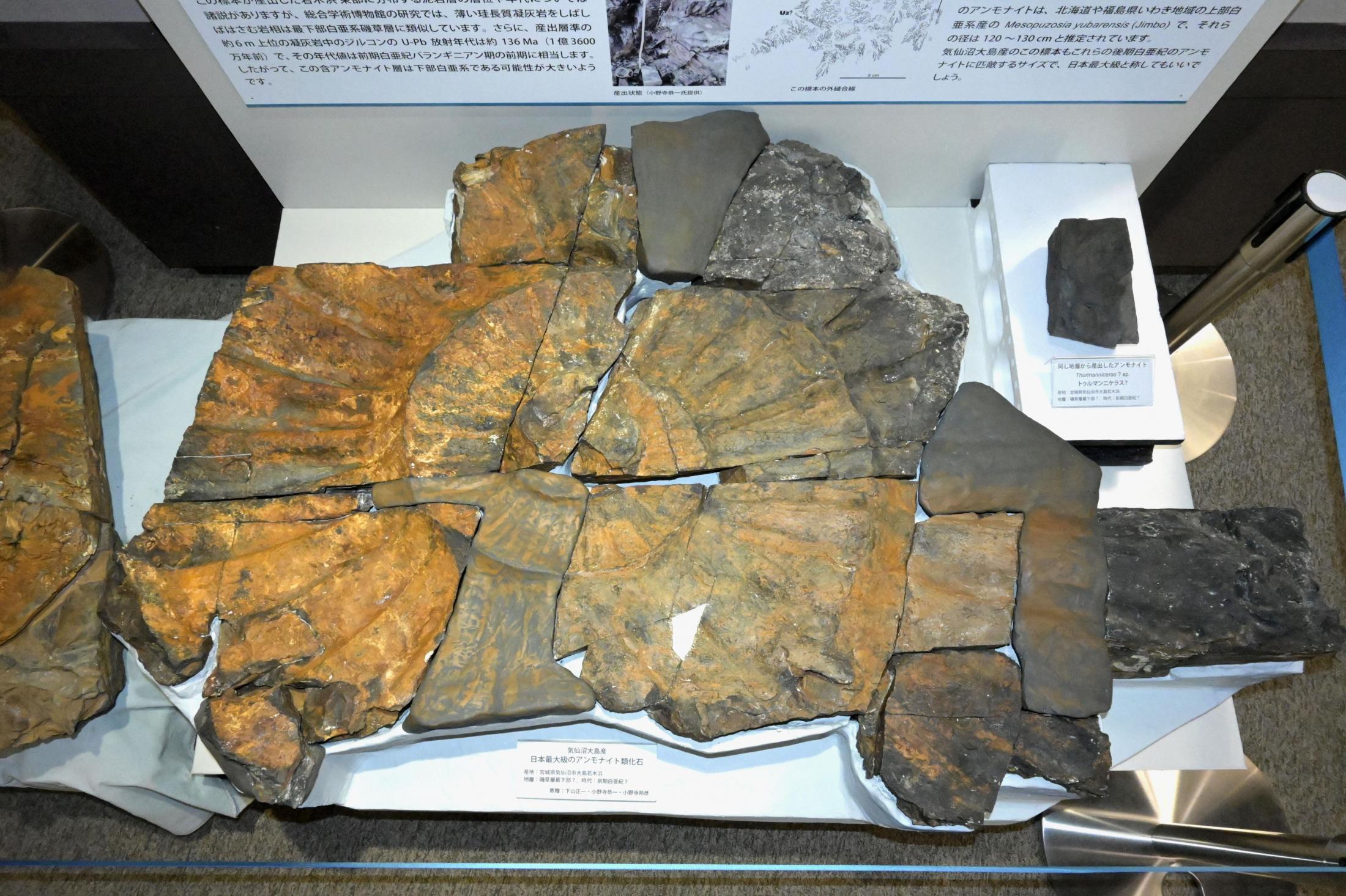 国内最大級のアンモナイト化石 直径1.2m超、東北大が公開（共同通信