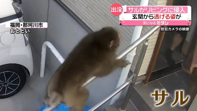 住宅地に「サル」出没 玄関から侵入し男児にかみつき逃走 男児2人ケガ