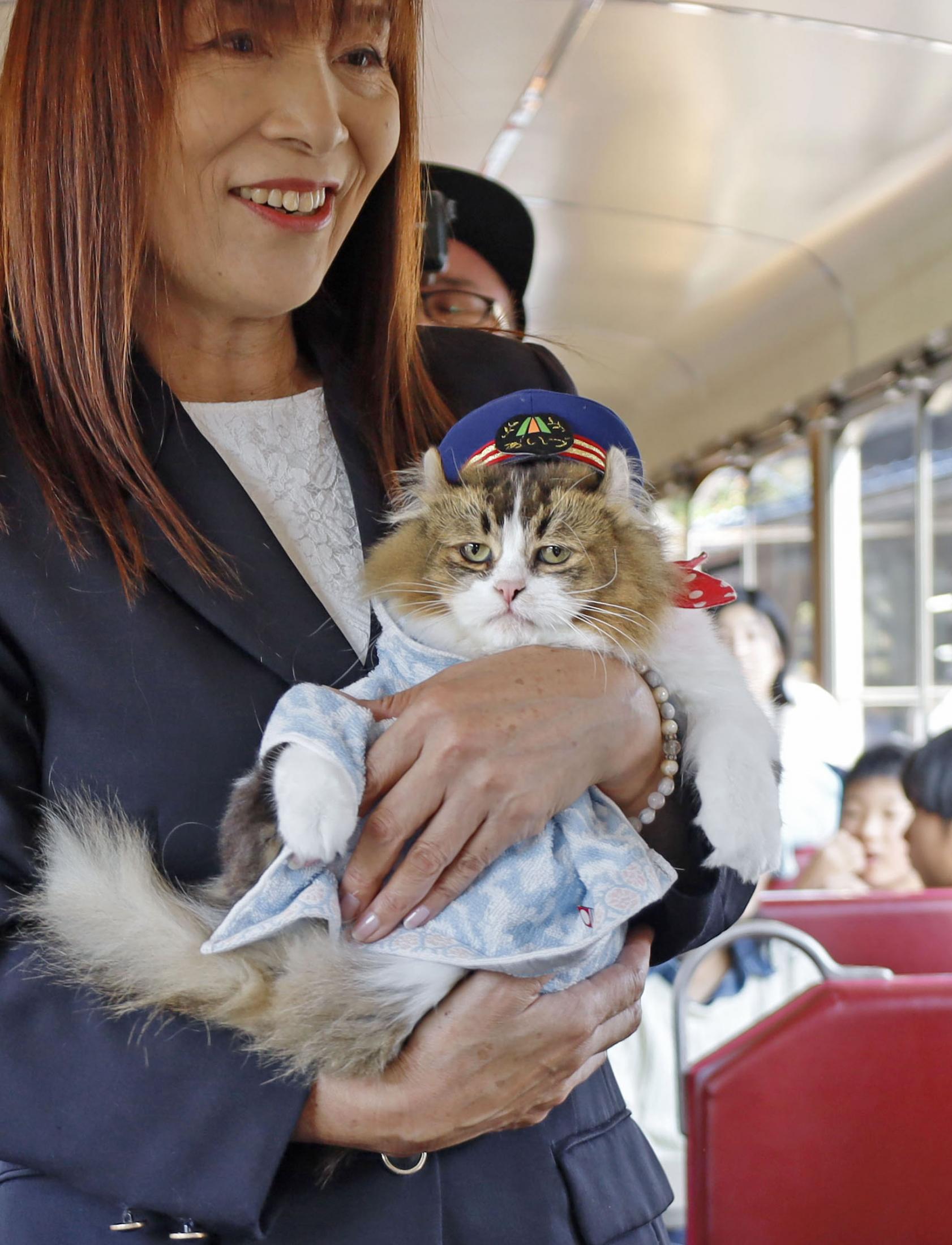 ネコ駅長に「さくら」が就任 会津鉄道、兄「らぶ」の後継ぎ（共同通信