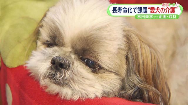 老犬介護”の現実 老老介護が問題に…愛するペットの高齢化にどう