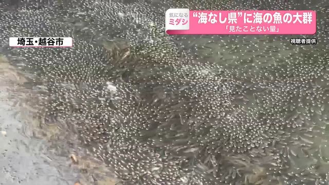 なぜ？　海の魚の大群が各地に　“海なし県”にも　撮影者「見たことない量」（日テレNEWS NNN） - Yahoo!ニュース