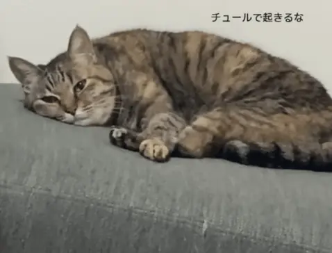 昼寝中の猫に“おやつ”の歌を歌うと… →見事な反応とおもしろすぎる姿に 