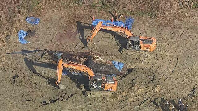 【速報】龍涎香は見つからず　大阪・堺泉北港で死んだクジラの埋設作業始まる　「埋設」と言っても穴を掘るのではなく土をかぶせる形式(ABCニュース)