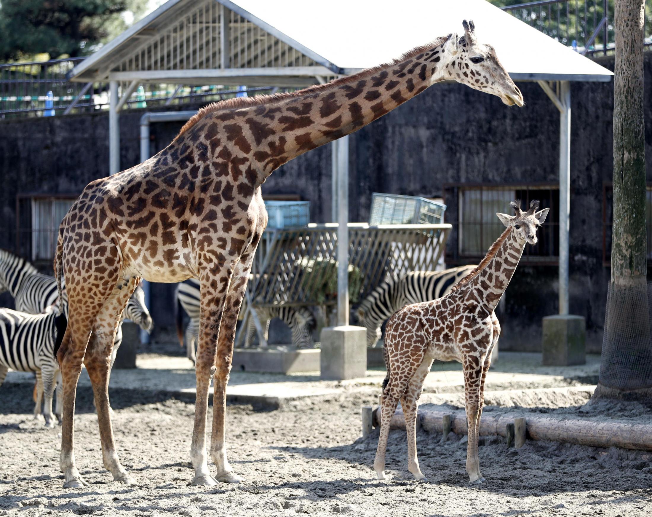 マサイキリン雌の赤ちゃん誕生 国内9頭目、宮崎の動物園（共同通信 