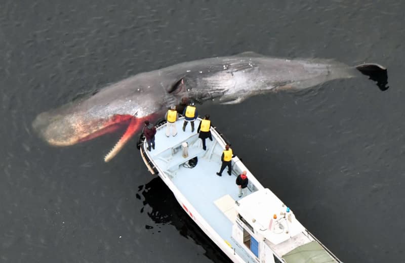 とても孤独」なクジラのオスが、またしても大阪湾に迷い込んだ 温暖化や港の構造だけじゃない、その切ない理由（47NEWS） - Yahoo!ニュース