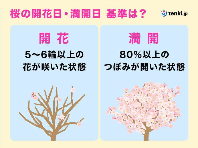 4月1日 横浜で桜開花 昨年より2週間以上遅く（tenki.jp） - Yahoo!ニュース