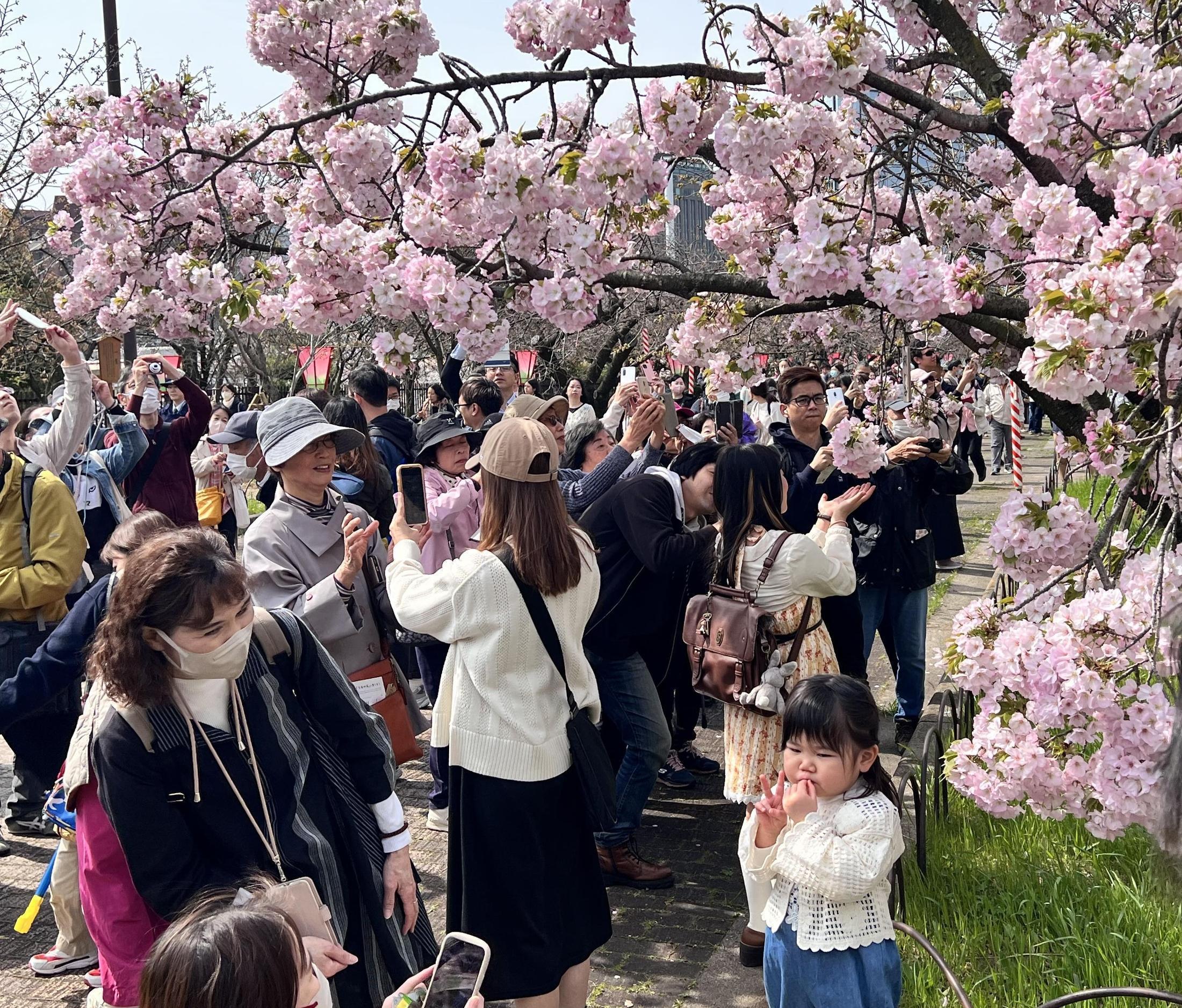 大阪・造幣局「桜の通り抜け」始まる 本格的な開花はこれから（Yahoo