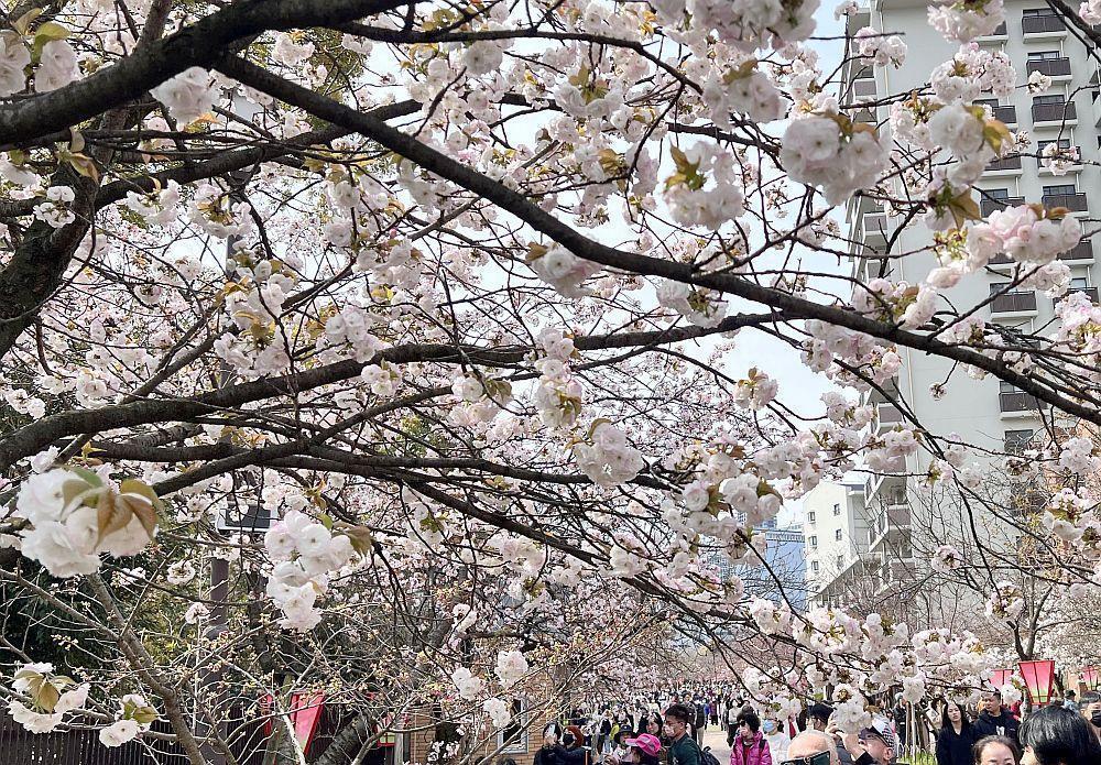 大阪・造幣局「桜の通り抜け」始まる 本格的な開花はこれから（Yahoo 