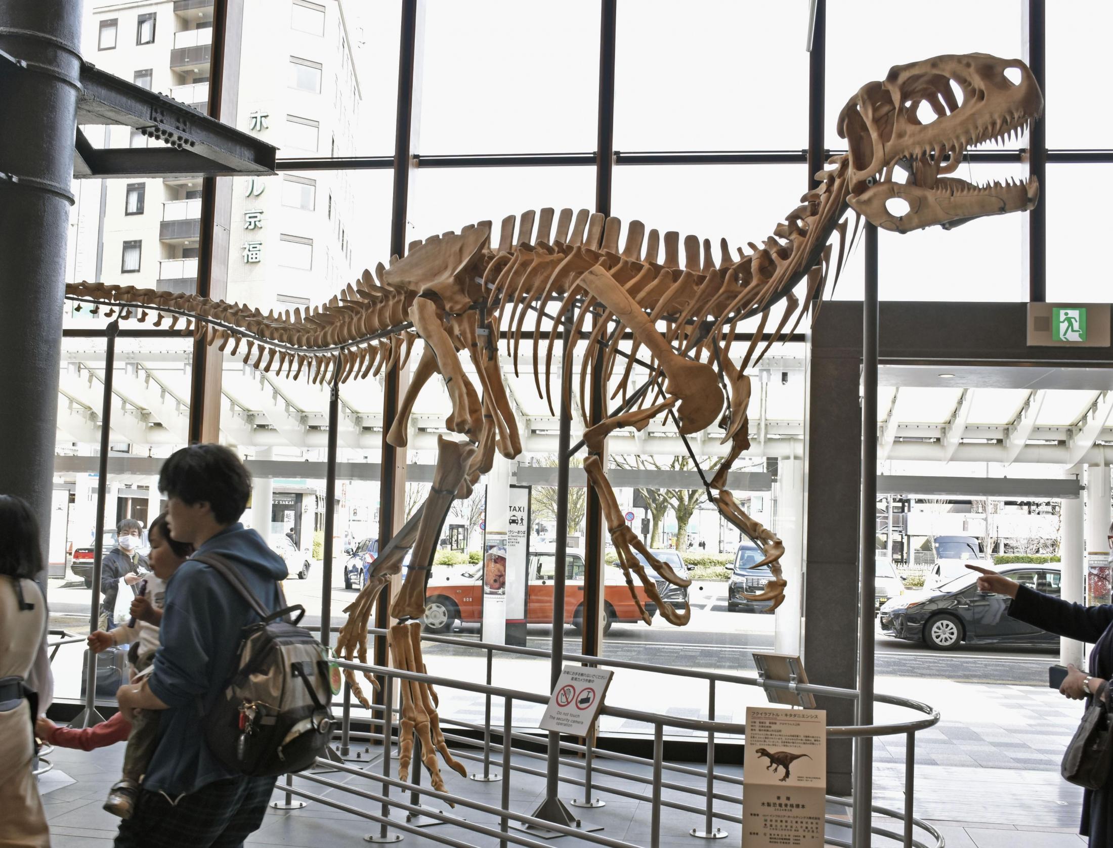 福井駅の恐竜骨格標本を破損 男性が事後に申告、柵越え侵入か（共同通信） - Yahoo!ニュース