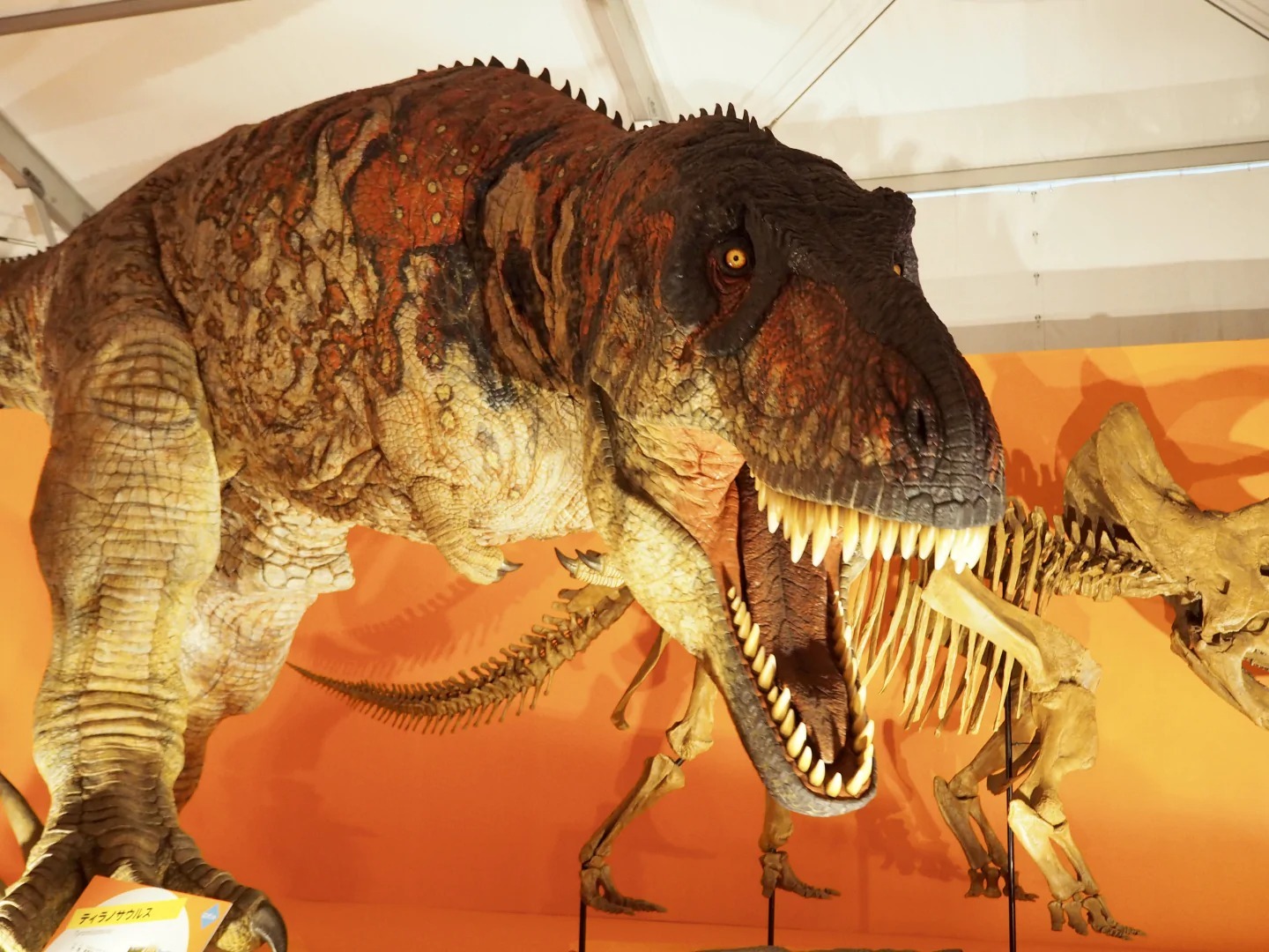 ど迫力！「オダイバ恐竜博覧会2024」がGWまで開催中。フジテレビで実物 
