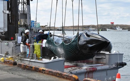クジラ水揚げ、最多25頭　24年の北海道・根室港　前年の2倍ペース(北海道新聞)