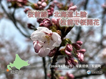 北海道　松前で桜開花　史上2番目に早い開花に(tenki.jp)