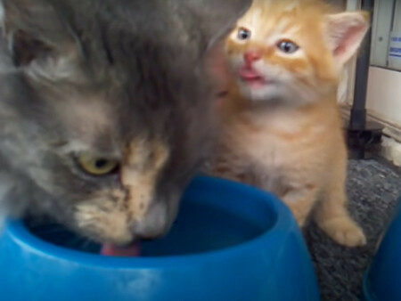 ママ猫“水の飲み方”レッスン開始　子猫はマスターできるか？(オトナンサー)