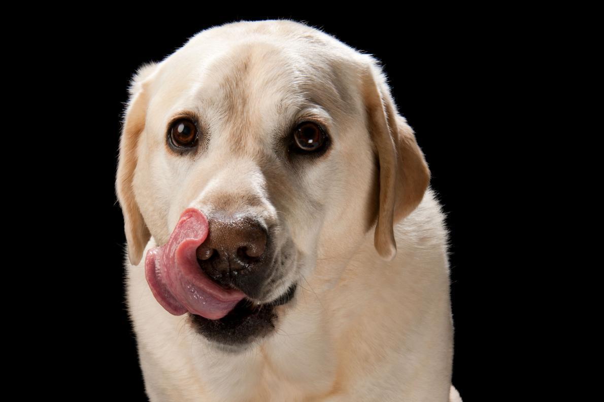 イヌやネコはなぜ死んだ飼い主を食べるのか、科学捜査の証拠からこれまでにわかったこと（ナショナル ジオグラフィック日本版） - Yahoo!ニュース
