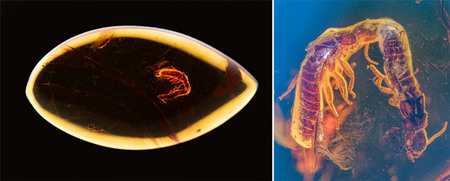 3800万年前のシロアリが現代と同じ求愛行動 琥珀内の姿から分析 沖縄科技大(Science Portal)