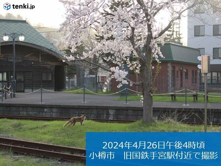 北海道　道央圏では桜が見ごろ　大型連休は晴れる日が多い(tenki.jp)
