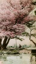 110年前にナショジオが紹介した「日本で最も美しいと評判の桜」
