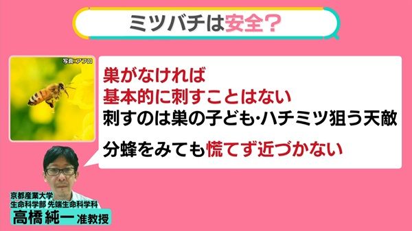 ミツバチの大群が……メジャーの試合も遅らせる“分蜂”とは 温暖化でスズメバチの活動長く→巣も大きく？【#みんなのギモン】（日テレNEWS NNN） -  Yahoo!ニュース