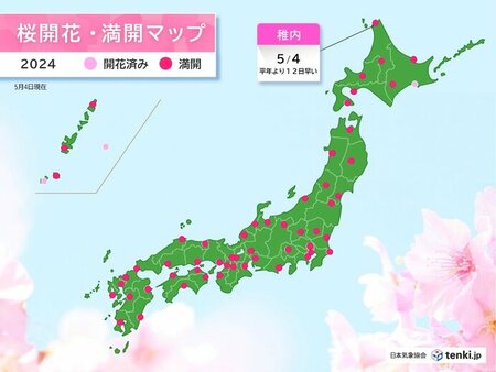稚内で桜が満開　平年より12日早く　開花から3日で満開(tenki.jp)