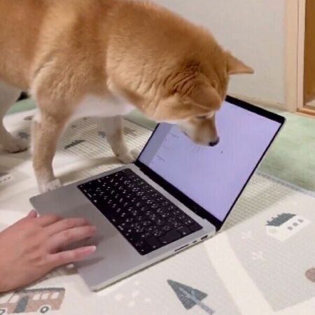 飼主さんが動かすパソコンのカーソルを「虫」だと思って追いかける犬　「豪快で可愛らしい姿」に思わず爆笑(いぬのきもち WEB MAGAZINE)