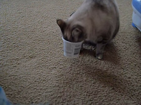 猫「何も見えないニャー！」　ヨーグルトカップに顔がはまってしまった猫の行動に「思わず笑っちゃった」の声(オトナンサー)