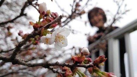 北海道・根室でチシマザクラ開花　「遅咲き日本一」4年連続(北海道新聞)
