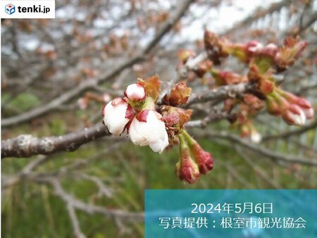 北海道　根室で日本一遅咲きの桜開花(tenki.jp)