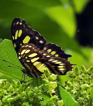 今まで誰も気づかなかった…世界的に有名な蝶の「はね」に隠された驚きの「新事実」(現代ビジネス)