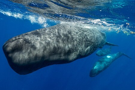 「クジラ語」解読に光、「音声のイロハ」がついに見つかる、ヒトのように話せる可能性(ナショナル ジオグラフィック日本版)