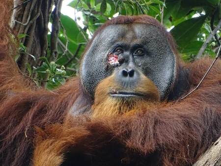 〈解説〉オランウータンが「薬草」で自分の顔の傷を治療、野生動物で初めて観察(ナショナル ジオグラフィック日本版)