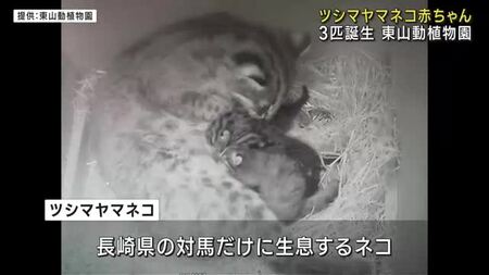 絶滅危惧種「ツシマヤマネコ」の赤ちゃん3匹生まれる　名古屋の東山動植物園(メ〜テレ（名古屋テレビ）)