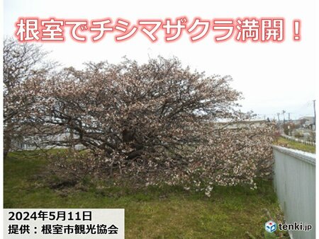 北海道・根室でチシマザクラ満開　チシマザクラってどんな桜?(tenki.jp)