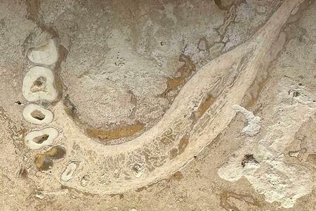 お風呂の床のタイルで古人類の骨が見つかる、ネットで話題に、人類学者ら興奮(ナショナル ジオグラフィック日本版)