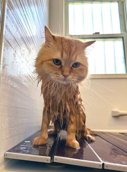 風呂に入る長毛猫に『笑わずに居られない人』が続出「ビビった」「合成かとww」(LIMO)