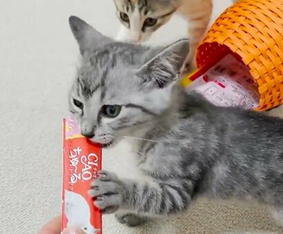 子猫兄妹が初めて食べる「魅惑のオヤツ」　忍び寄る妹の行動に爆笑「猫格が変わりすぎw」「や、野獣だ…！」(LIMO)