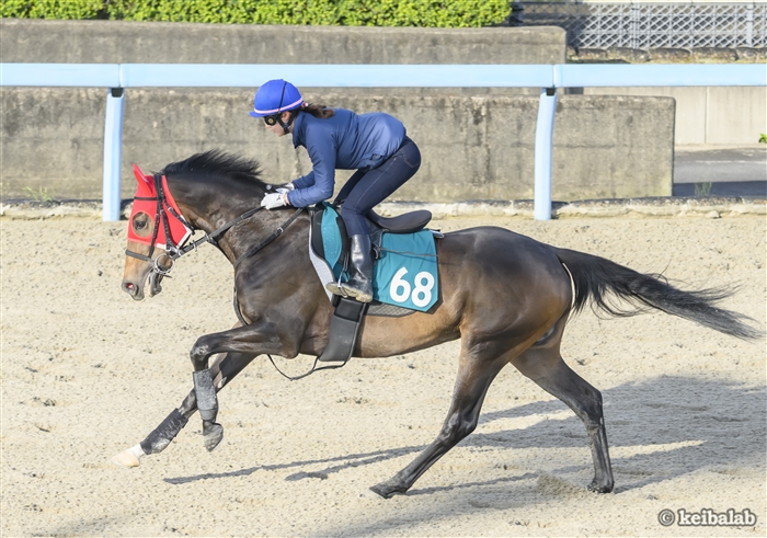 今週は大挙19頭に騎乗！JRA通算100勝へ、いよいよ始まるカウントダウン！【永島まなみの騎乗馬展望】