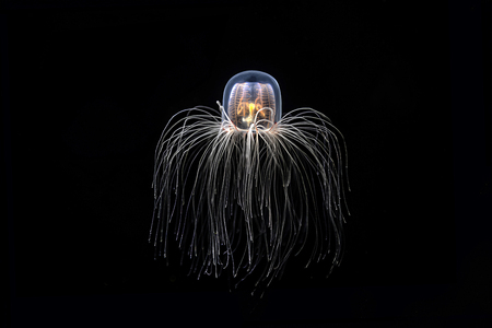 海の中でひっそり生きる「理論的に不老不死」の生物、その驚異の生態(Forbes JAPAN)