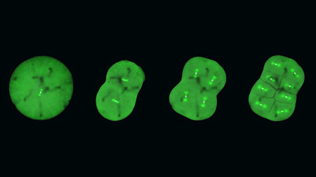 生命の初期段階の細胞分裂をコマ送り動画で可視化 沖縄科技大(Science Portal)