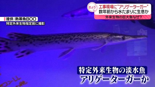 工事現場の水たまりに「アリゲーターガー」か 数年前から生息？ 特定外来生物の巨大魚が、なぜ…（日テレNEWS NNN） - Yahoo!ニュース